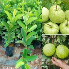 Guava Taiwan White 